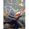 Sea Buzz Chub Bug