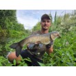 Sea Buzz Chub Bug