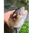 Sea Buzz Chub Bug