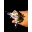 Sea Buzz Chub Bug