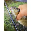 Sea Buzz Chub Bug