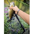 Sea Buzz Chub Bug
