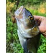 Sea Buzz Chub Bug