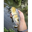 Sea Buzz Chub Bug