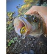 Sea Buzz Chub Bug