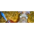 Squid DTD Soft Color Glavoc