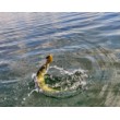 Rattlin Slider - Sinking
