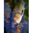 Sea Buzz Chub Bug