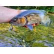 Sea Buzz Chub Bug