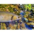 Sea Buzz Chub Bug