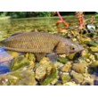 Sea Buzz Chub Bug