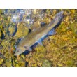 Sea Buzz Chub Bug