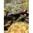 Sea Buzz Chub Bug