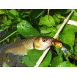 Sea Buzz Chub Bug