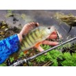 Sea Buzz TJ Minnow Wobbler