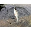 Sea Buzz TJ Minnow Wobbler