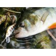 Sea Buzz TJ Minnow Wobbler