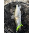 Perucă de păr Westin BullTeez Curltail din silicon