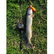 Mulinetă pentru baitcasting Okuma Komodo SS