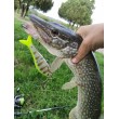 Wobbler Rapala Super Shadow Rap Glide