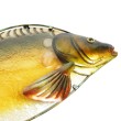 Декорация за стена EuroCatch 3D шаран