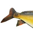 Декорация за стена EuroCatch 3D шаран