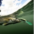 Wobbler Rapala Gold Miner