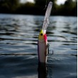 Wobbler Rapala Gold Miner