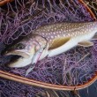 Wobbler hibrid Little Jack HymiR