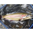 Wobbler hibrid Little Jack HymiR