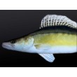 Cushion - Zander