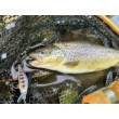Wobbler Shadow Rap Solid Shad