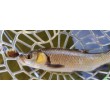 Sea Buzz Chub Bug