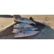 Sea Buzz Baby GAR Wobbler
