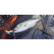 Sea Buzz TJ Minnow Wobbler