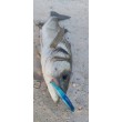 Воблер Sea Buzz Panic Tail 95F