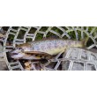 Sea Buzz TJ Minnow Wobbler