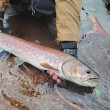 Shimano ZN-245X Cardif Refrai