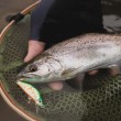 Shimano ZN-245X Cardif Refrai