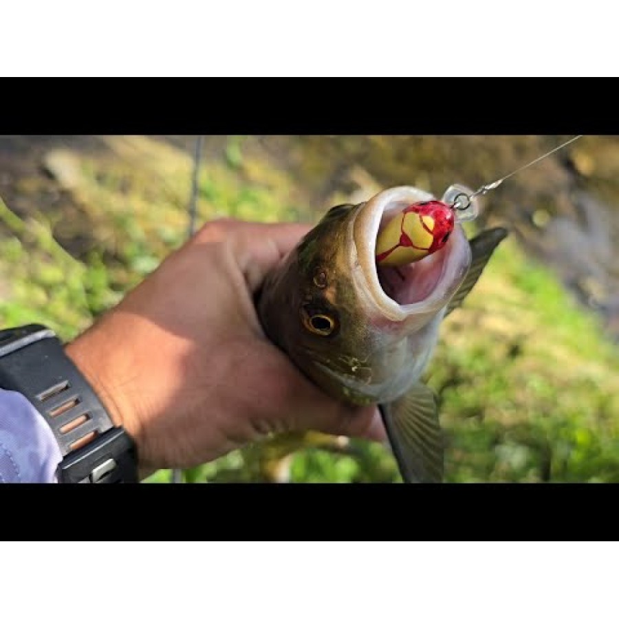 Sea Buzz Chub Bug